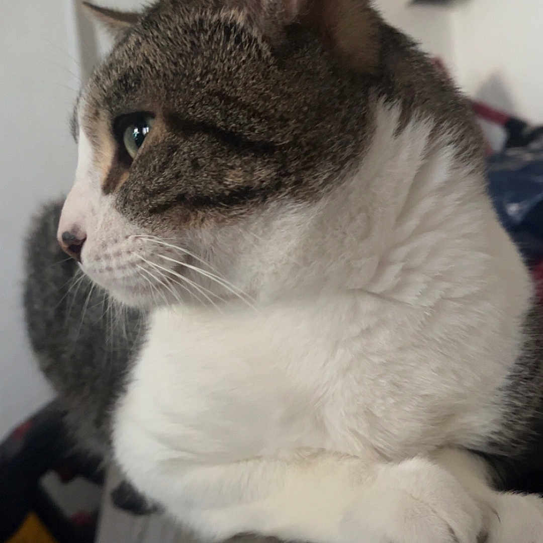 Tigrou a rejoint le concours — aidez-le/la à gagner de superbes lots ! abyssinian, adult, animal, cat, clothing, couch, face, footwear, furniture, head, kitten, male, man, manx, person, pet, shoe, siamese