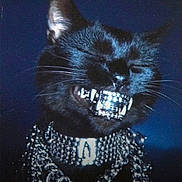 Batman joined the competition — help win amazing prizes! accessories, animal, attitude, black_cat, bling, cat, chains, close_up, dark_background, ear, fashion, feline, glossy, jewelry, metal_grill, night, portrait, shiny, teeth, whiskers