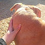 dog, hand, fur, outdoor, gravel, sunlight, shadow, pet, animal, back, ear, skin, human, holding, daylight, nature, closeup, texture, warm, casual