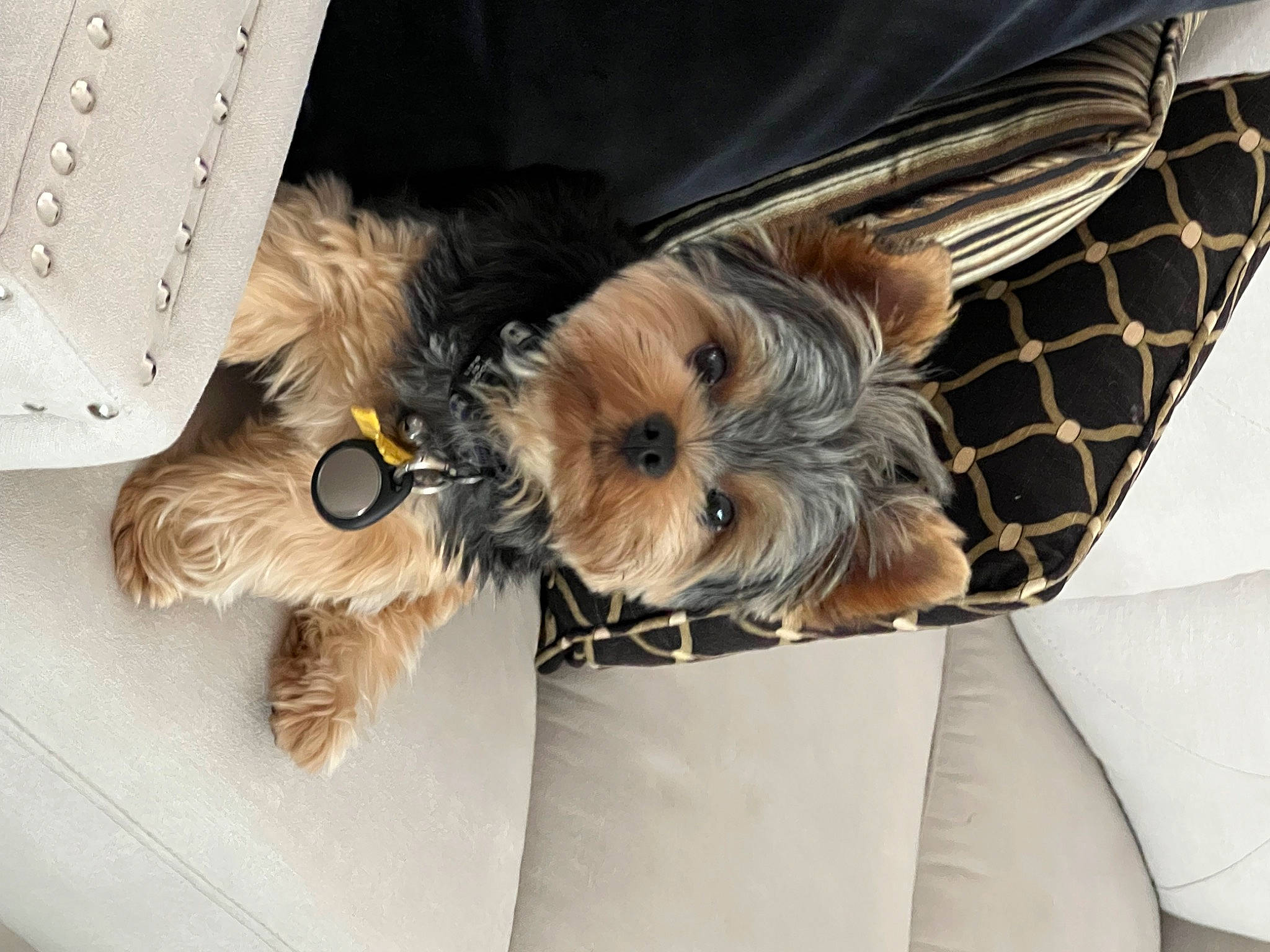 Jackson joined the competition — help win amazing prizes! canidae, carnivore, comfort, companion_dog, dog, dog_breed, dog_collar, dog_supply, fashion_accessory, fawn, fur, liver, pet_supply, small_terrier, snout, sporting_group, terrier, toy_dog, working_animal, yorkipoo