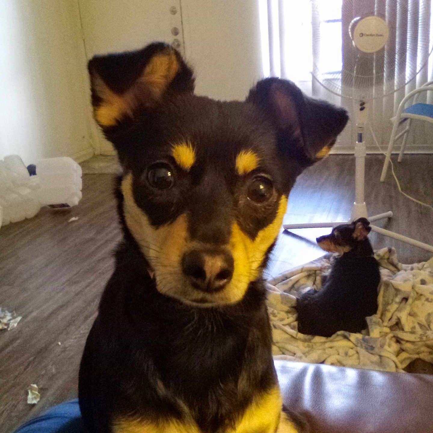 Ava Marie is registered to the contest to win money with this photo: animal, ball, bed, bedroom, canine, chair, chihuahua, couch, dog, furniture, homedecor, hound, indoors, interiordesign, pet, puppy, room, sport, tennis, tennisball