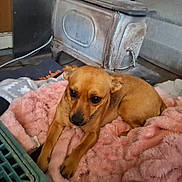 Harley is registered to the contest to win money with this photo: dog, brown_dog, blanket, pink_blanket, stove, cozy, indoor, pet, fur, resting, animal, small_dog, floor, warm, home, comfort, looking, ears, paws, household