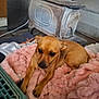 dog, brown_dog, blanket, pink_blanket, stove, cozy, indoor, pet, fur, resting, animal, small_dog, floor, warm, home, comfort, looking, ears, paws, household