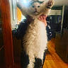animal, black, cabinet, cat, cute, domestic, feline, fluffy, hands, home, indoor, kitchen, lighting, mammal, person, pet, raised_arms, refrigerator, white, wood_floor