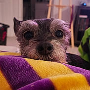 Bear is registered to the contest to win money with this photo: dog, pet, blanket, purple, yellow, cute, cozy, indoors, furniture, living_room, curious, soft_lighting, closeup, animal, face, nose, ears, fur, home, resting