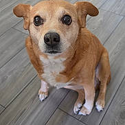 Lady is registered to the contest to win money with this photo: dog, pet, brown_dog, small_dog, indoor, wooden_floor, looking_up, ears_up, sitting, cute, animal, canine, companion, fur, domestic_animal, flooring, home, waiting, alert, friendly