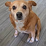 dog, pet, brown_dog, small_dog, indoor, wooden_floor, looking_up, ears_up, sitting, cute, animal, canine, companion, fur, domestic_animal, flooring, home, waiting, alert, friendly