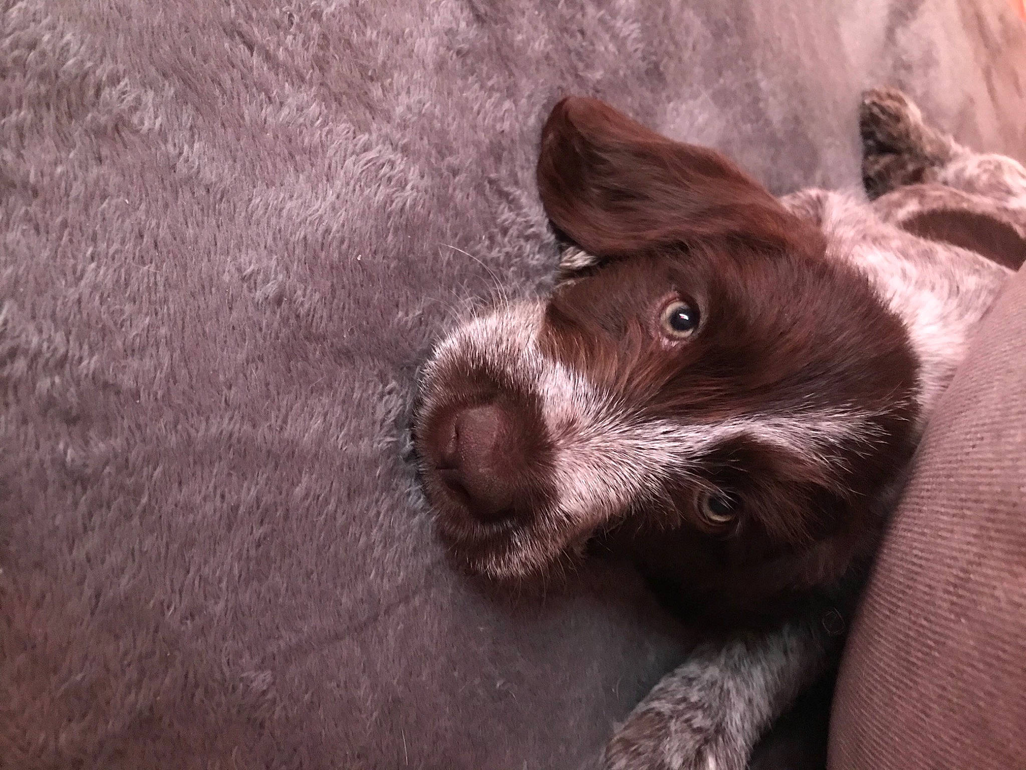 Rossie participe au concours pour gagner de l'argent avec cette photo : canidae, carnivore, companion_dog, dog, dog_breed, ear, fur, liver, non_sporting_group, sporting_group, terrestrial_animal, whiskers, wood, working_animal