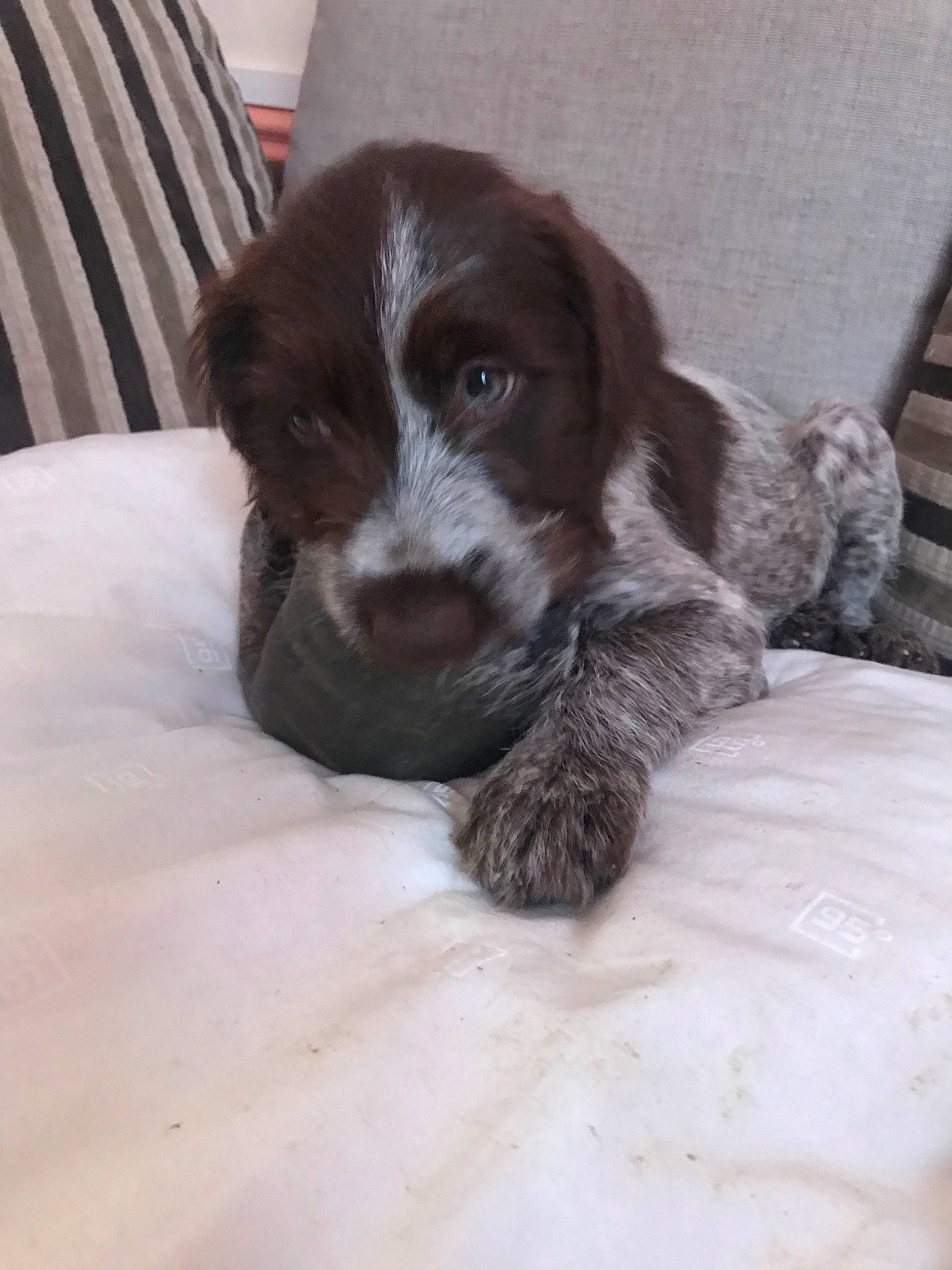 Rossie participe au concours pour gagner de l'argent avec cette photo : beagador, blue_picardy_spaniel, canidae, carnivore, cesky_fousek, dog, dog_breed, german_longhaired_pointer, german_shorthaired_pointer, german_wirehaired_pointer, liver, mammal, old_danish_pointer, puppy, rare_breed_dog, small_munsterlander, spaniel, sporting_group, stichelhaar, vertebrate