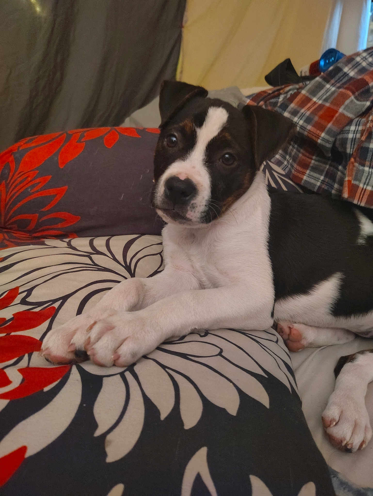 Nova Lin joined the competition — help win amazing prizes! dog, puppy, pet, paw, pillow, blanket, indoor, cute, brown_and_white, face, nose, eyes, ears, resting, lying_down, plaid, patterned_textile, closeup, cozy, bed