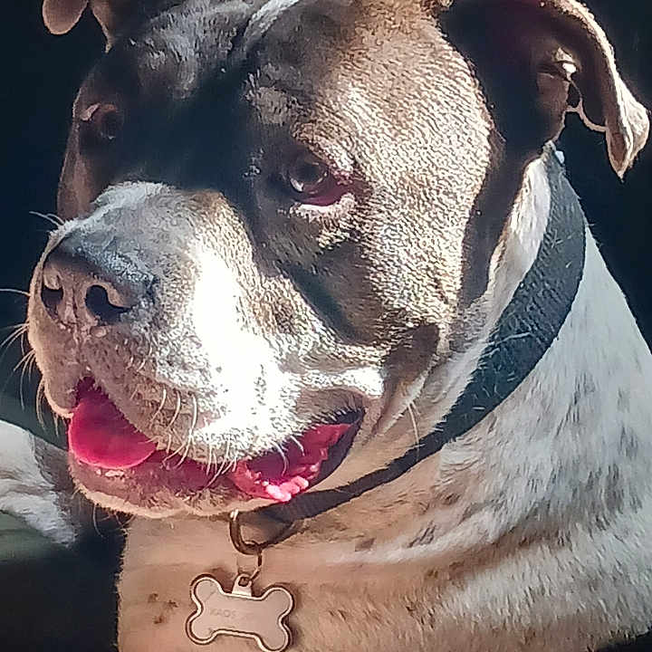 Kaos is registered to the contest to win money with this photo: canidae, carnivore, collar, companion_dog, dog, dog_breed, dog_collar, fawn, fur, jaw, leash, liver, molosser, pet_supply, snout, sporting_group, whiskers, working_animal, working_dog, wrinkle