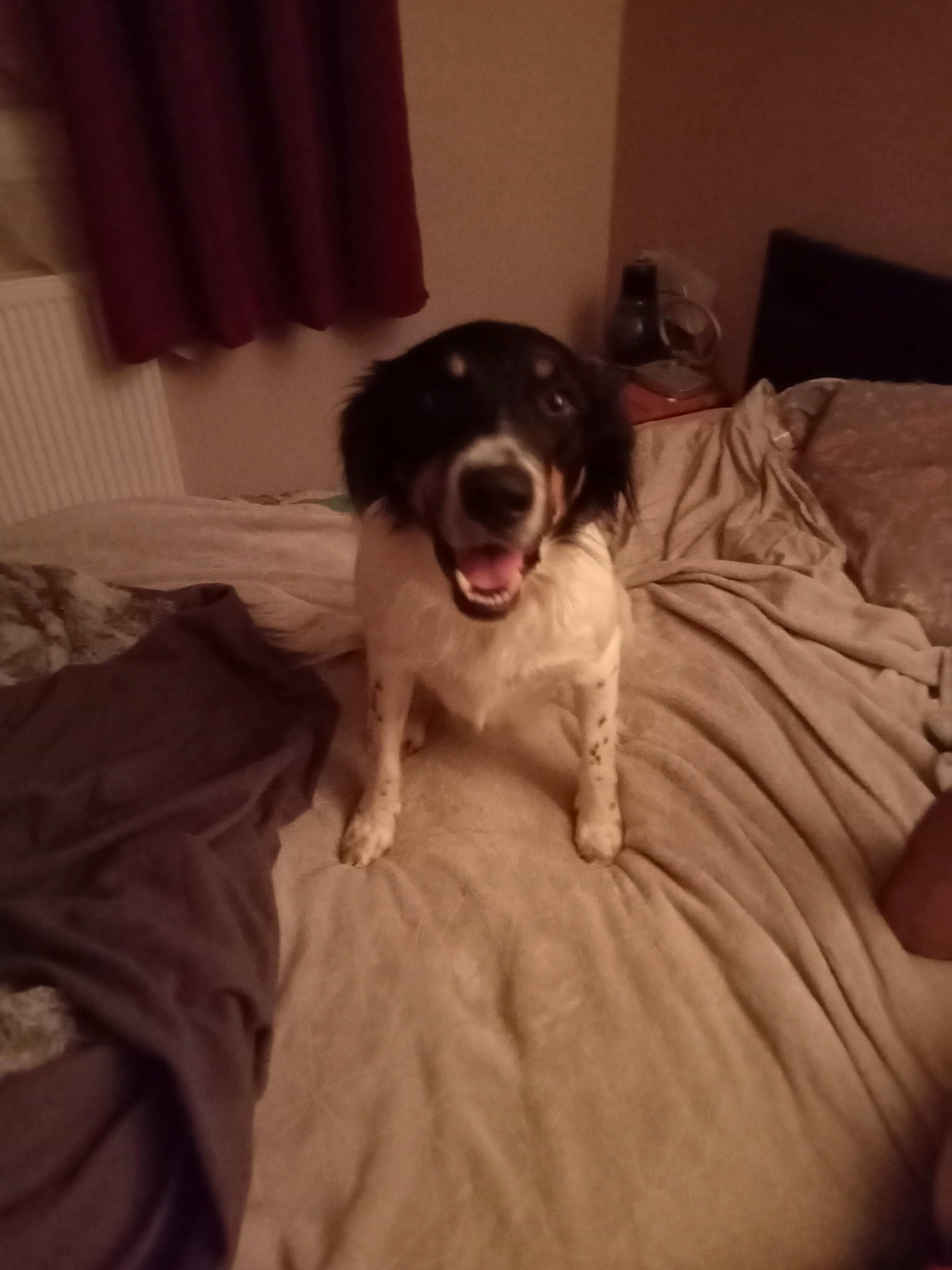 Dolly a rejoint le concours — aidez-le/la à gagner de superbes lots ! bed, bedding, canidae, carnivore, comfort, companion_dog, couch, curtain, dog, dog_breed, flooring, fur, hardwood, linens, non_sporting_group, room, sporting_group, wood, working_animal