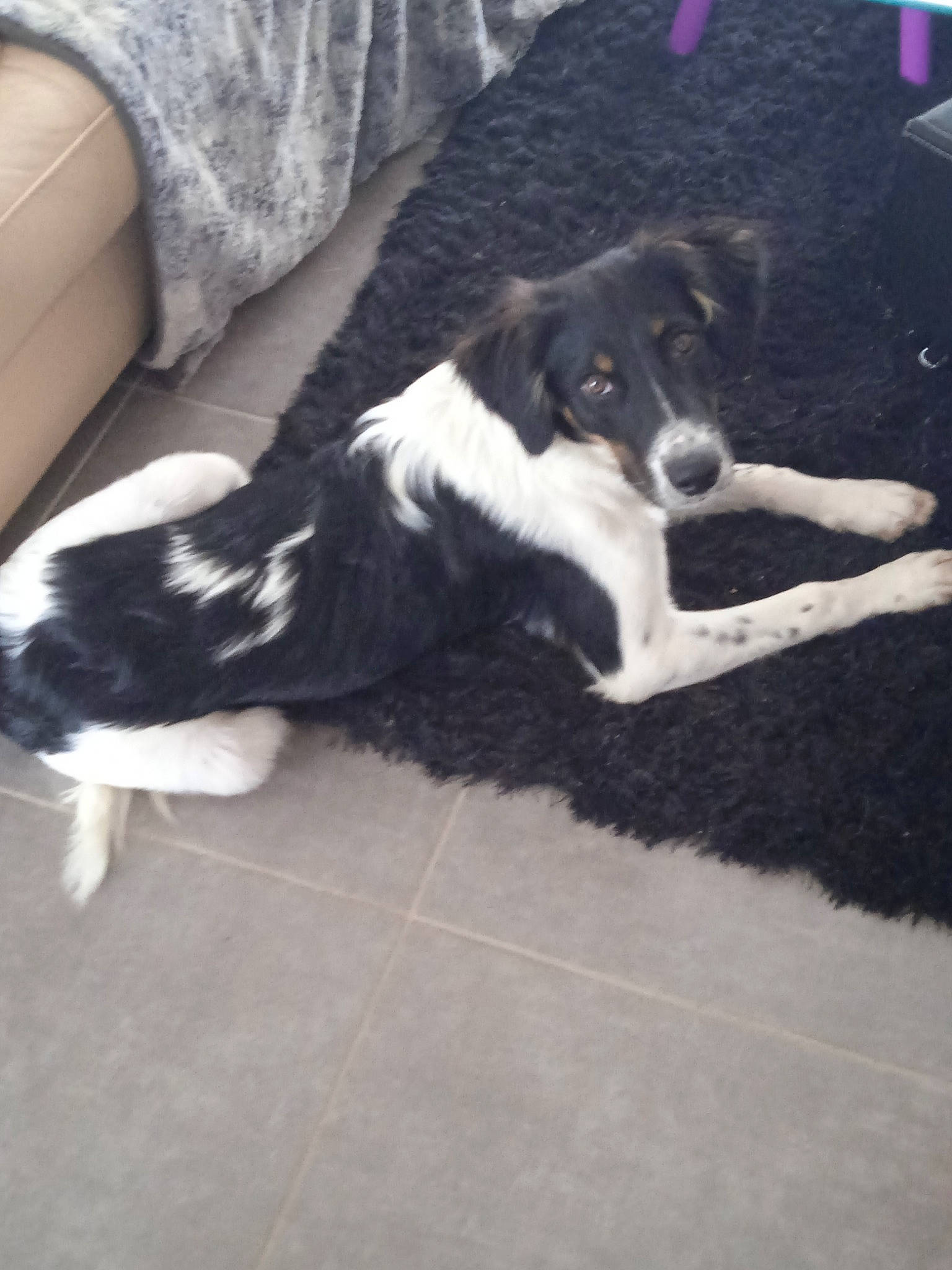 Dolly a rejoint le concours — aidez-le/la à gagner de superbes lots ! australian_shepherd, border_collie, carnivore, companion_dog, couch, dog, dog_breed, floor, flooring, fur, hardwood, herding_dog, mcnab, sleeper_chair, sporting_group, tile_flooring, wood, working_animal, working_dog