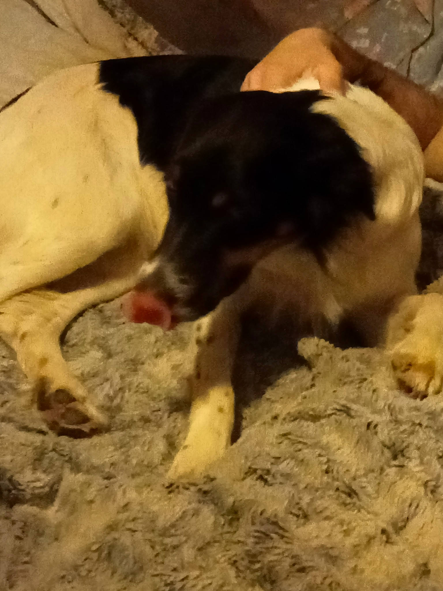 Dolly a rejoint le concours — aidez-le/la à gagner de superbes lots ! canidae, carnivore, cloud, dog, dog_breed, landscape, livestock, paw, snout, soil, sporting_group, street_dog, suidae, tail, terrestrial_animal, vegetable, wood, working_animal, working_dog