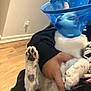 Ivy joined the competition — help win amazing prizes! cat, cone, pet, paw, spots, animal, indoor, person, hand, holding, floor, wooden_floor, black_clothing, white_fur, cute, domestic_animal, resting, comfort, calm, protective_cone