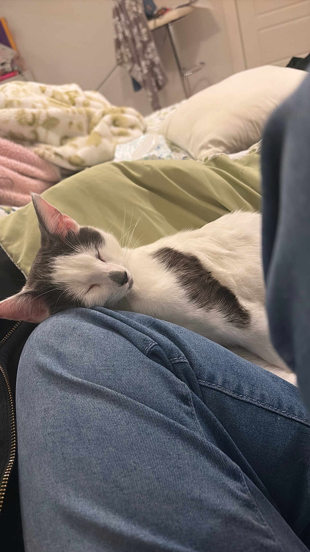 Ivy is registered to the contest to win money with this photo: cat, sleeping, animal, pet, indoor, blanket, pillow, denim, clothing, resting, cozy, fur, white, black_patch, relaxation, home, comfort, feline, closeup, casual