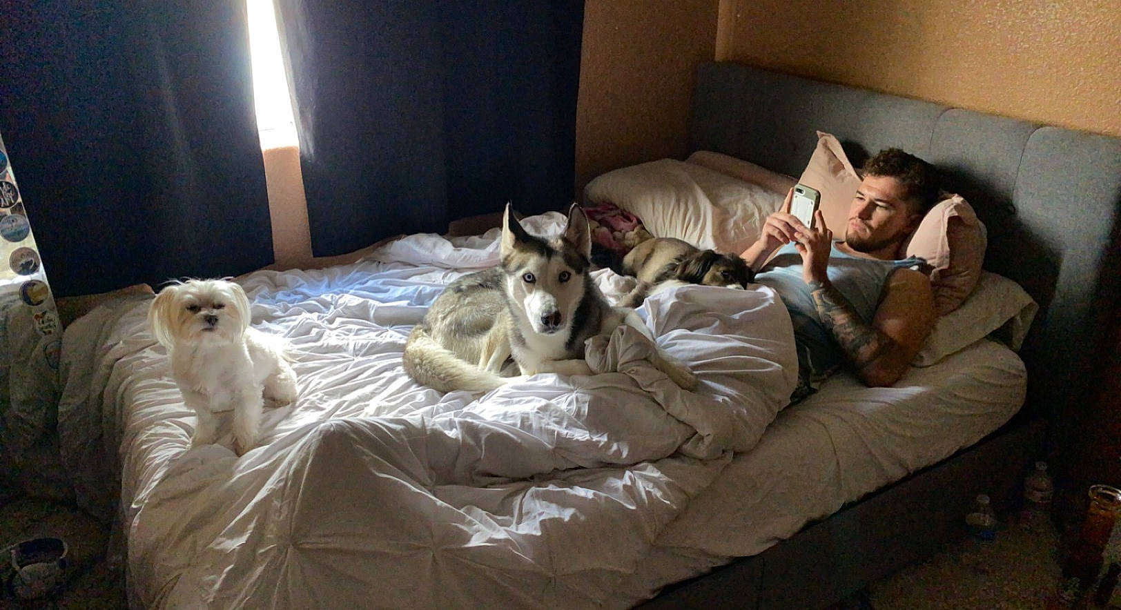 Jack joined the competition — help win amazing prizes! bedding, carnivore, comfort, companion_dog, couch, dog, dog_breed, fawn, felidae, flooring, fur, furniture, lap, linens, living_room, room, sitting, sporting_group, throw_pillow, whiskers