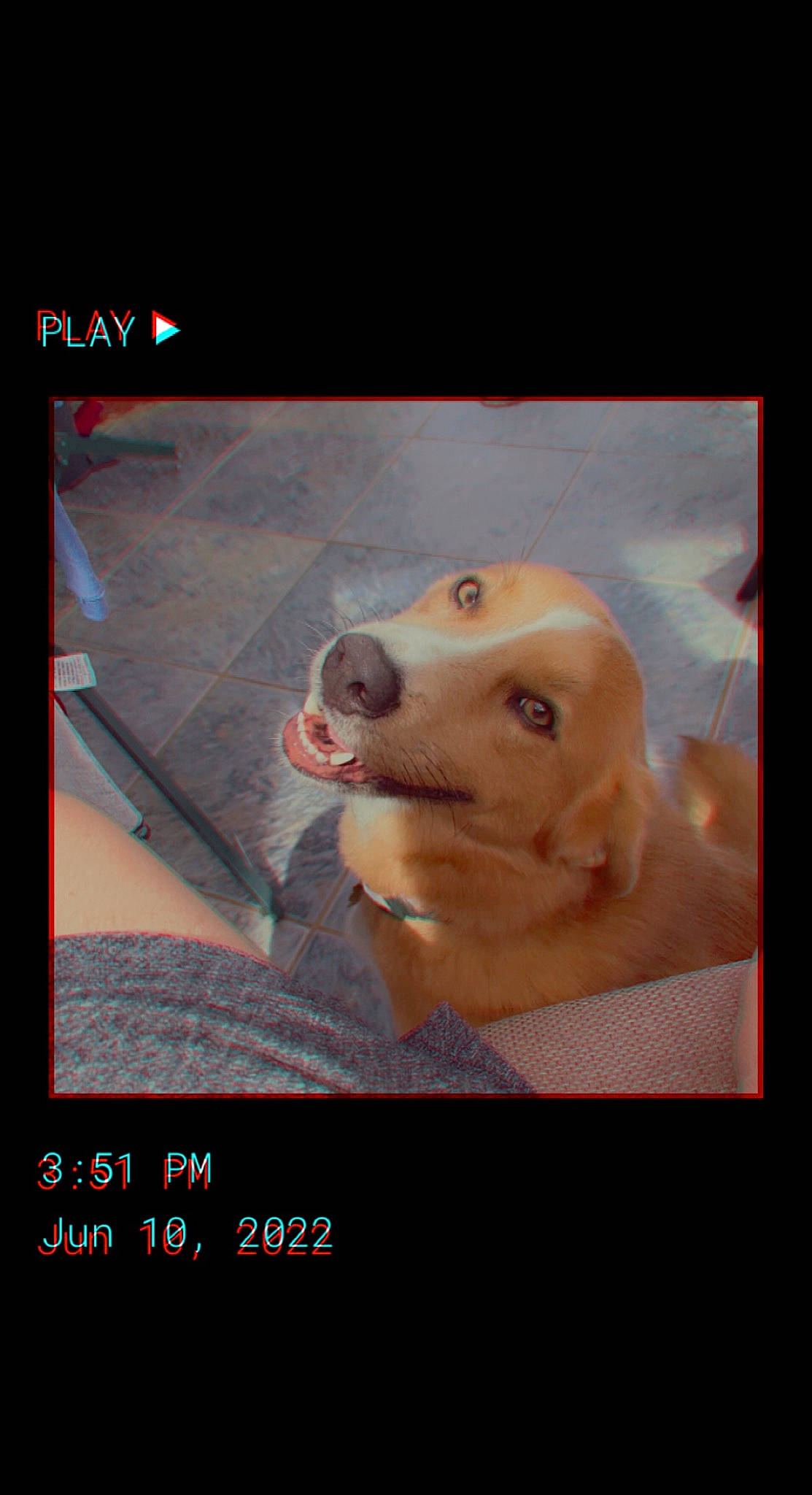 Yukon is registered to the contest to win money with this photo: advertising, canidae, carnivore, companion_dog, display_device, dog, dog_breed, fawn, font, guard_dog, jaw, magenta, multimedia, non_sporting_group, photo_caption, screenshot, sporting_group, whiskers, working_animal