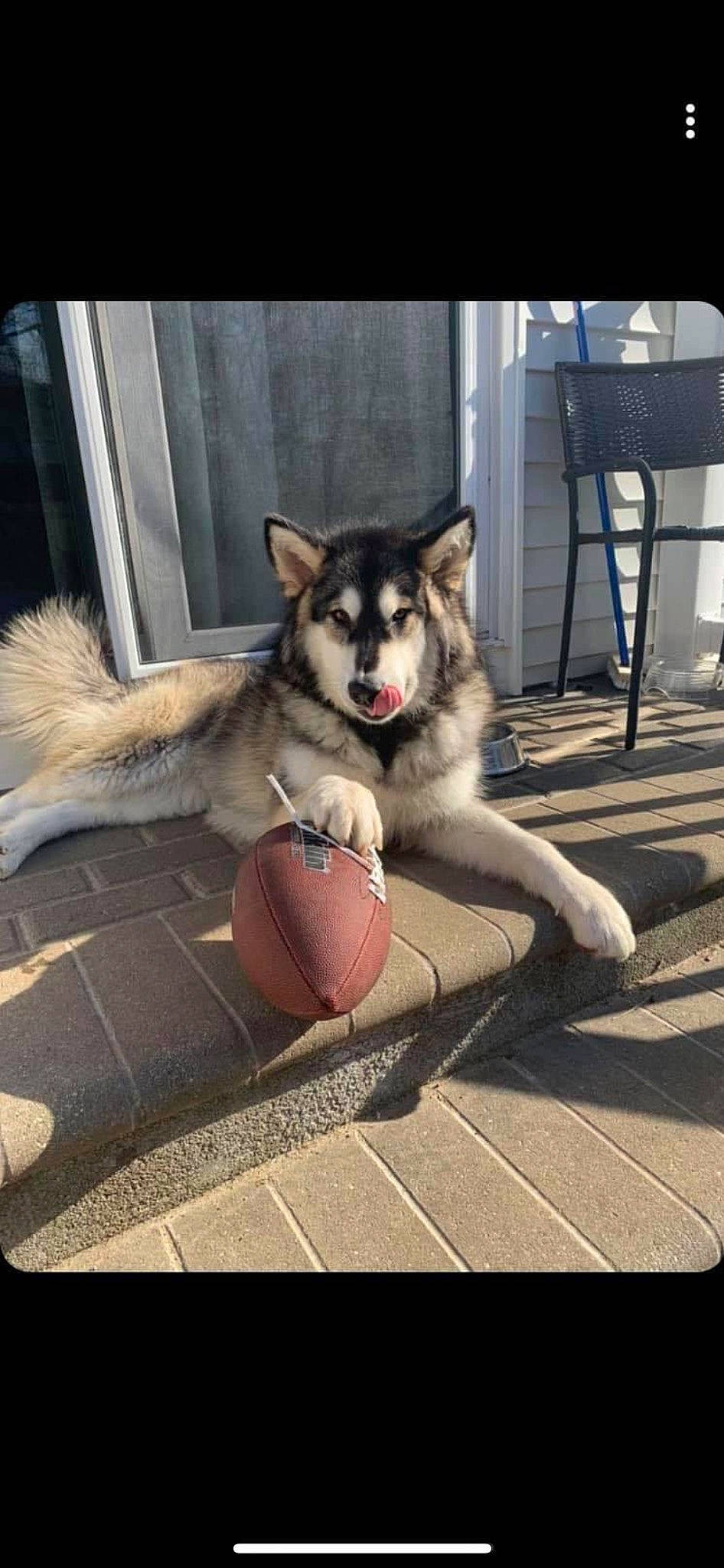 Mooshie joined the competition — help win amazing prizes! ball, canidae, carnivore, companion_dog, dog, dog_breed, dog_supply, flooring, fur, herding_dog, paw, recreation, siberian_husky, sitting, sled_dog, sporting_group, sports_equipment, tail, working_animal, working_dog