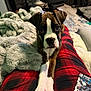 Mochi is registered to the contest to win money with this photo: dog, puppy, boxer, pet, paws, eyes, nose, blanket, fuzzy_blanket, pajamas, plaid, red_plaid, lap, living_room, sofa, pokemon_card, card_game, pet_bed, chair, cozy