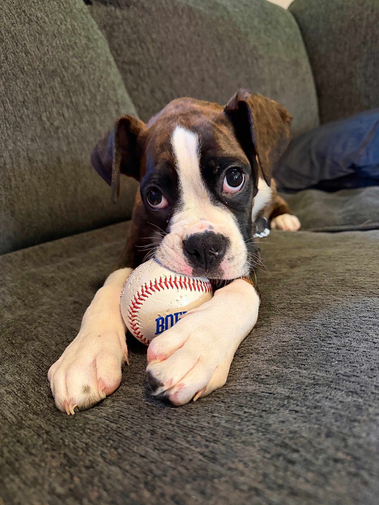 Mochi joined the competition — help win amazing prizes! dog, puppy, baseball, sofa, couch, paws, closeup, cute, pet, indoors, portrait, brown_and_white, eyes, nose, whiskers, toy, fabric, relaxed, playful, floppy_ears