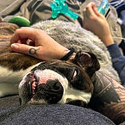 Mochi is registered to the contest to win money with this photo: dog, sleeping_dog, brindle_coat, teeth, rolled_eyes, snout, fur, tattooed_arm, hand, blanket, toy, smartphone, couch, close_up, nap, relaxed, owner, indoor, mouth_open, affectionate