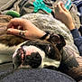 dog, sleeping_dog, brindle_coat, teeth, rolled_eyes, snout, fur, tattooed_arm, hand, blanket, toy, smartphone, couch, close_up, nap, relaxed, owner, indoor, mouth_open, affectionate