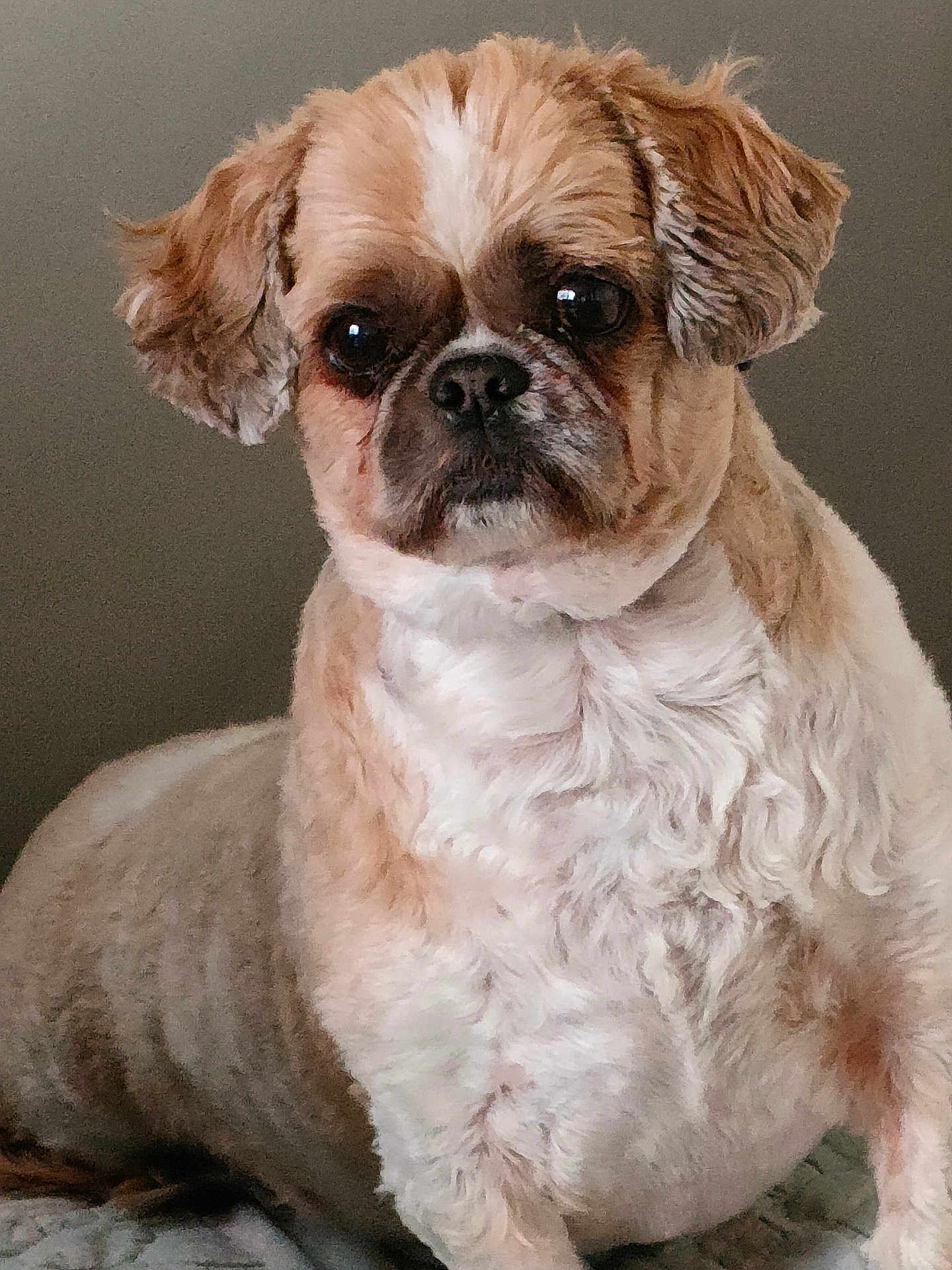 Isa a rejoint le concours — aidez-le/la à gagner de superbes lots ! dog, shih_tzu, pet, fur, portrait, close_up, indoor, sitting, bed, neutral_background, ears, eyes, nose, whiskers, cute, groomed, expression, animal, companion, domestic