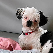 Kelly participe au concours pour gagner de l'argent avec cette photo : dog, pet, puppy, black_and_white, white_fur, black_ear, collar, bed, blanket, bedding, indoor, portrait, closeup, sitting, cozy, sleepy, looking_at_camera, small_breed, fur, nose