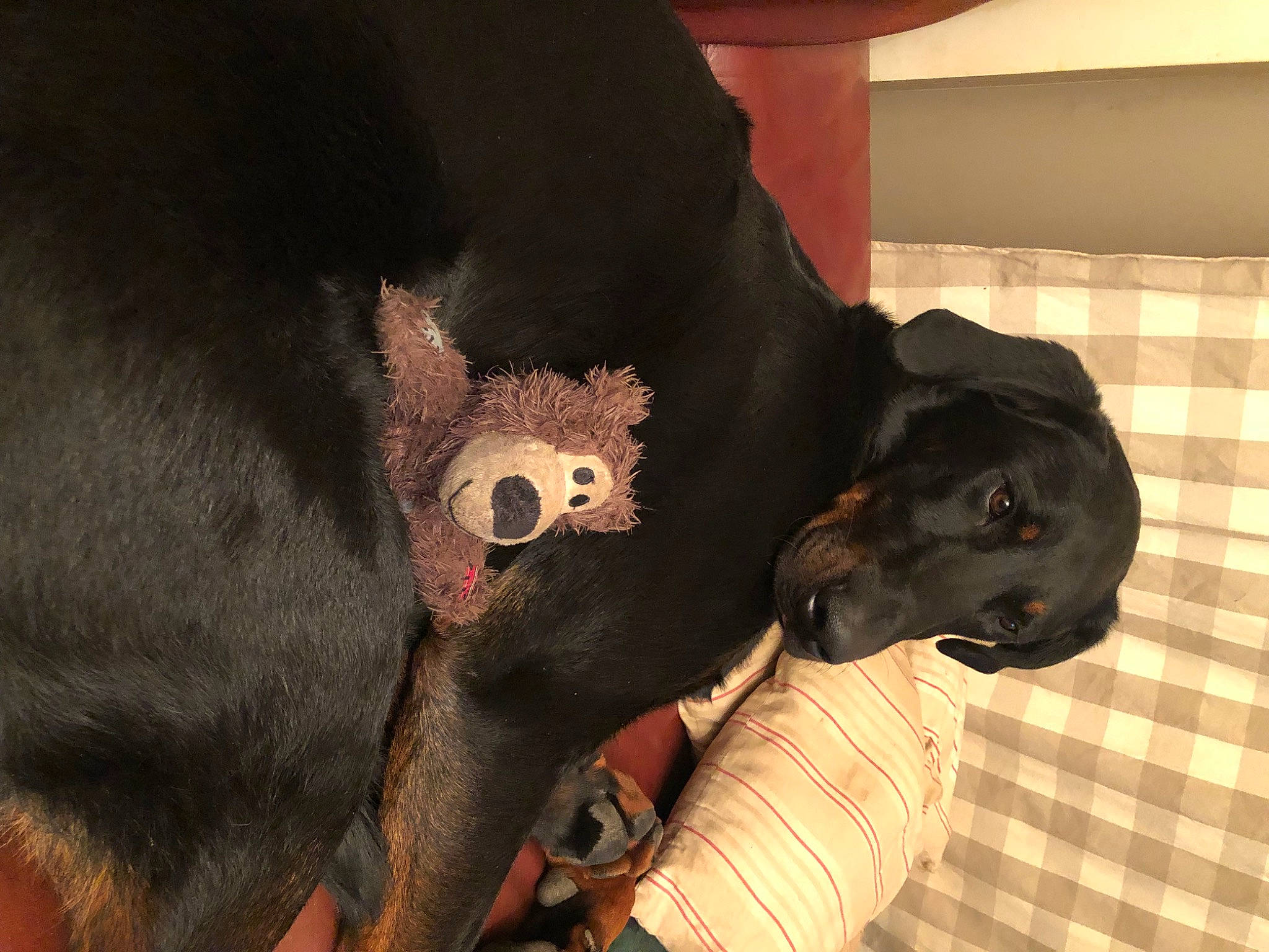 Rusty a rejoint le concours — aidez-le/la à gagner de superbes lots ! canidae, carmine, carnivore, claw, collar, companion_dog, dog, dog_breed, fang, fawn, fur, jaw, personal_protective_equipment, snout, sporting_group, stuffed_toy, tail, terrestrial_animal, whiskers, working_animal