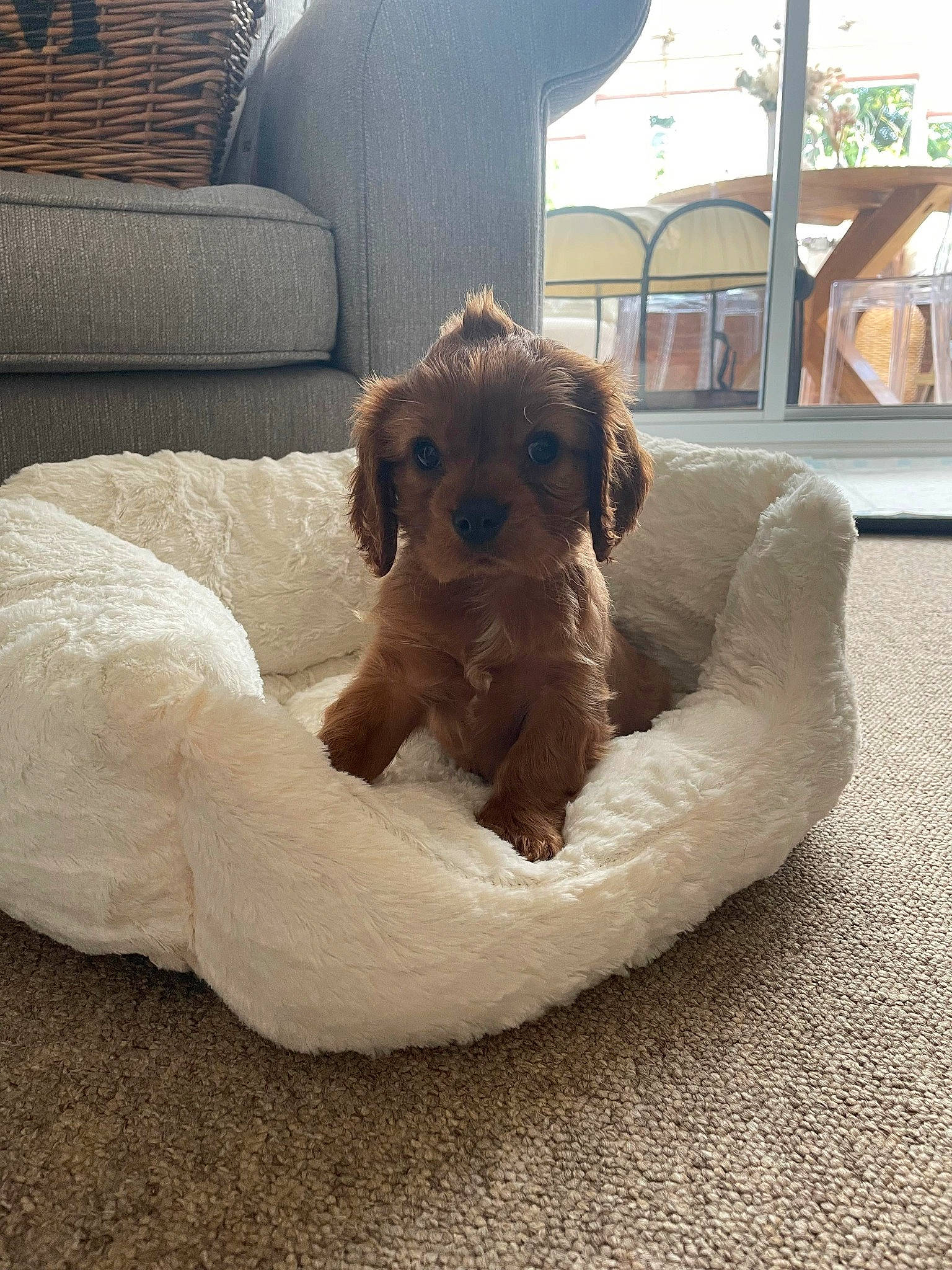 Arlo joined the competition — help win amazing prizes! canidae, carnivore, comfort, companion_dog, couch, dog, dog_breed, dog_supply, fawn, fur, home, labradoodle, liver, pet_supply, snout, sporting_group, terrier, toy_dog, wood, working_animal