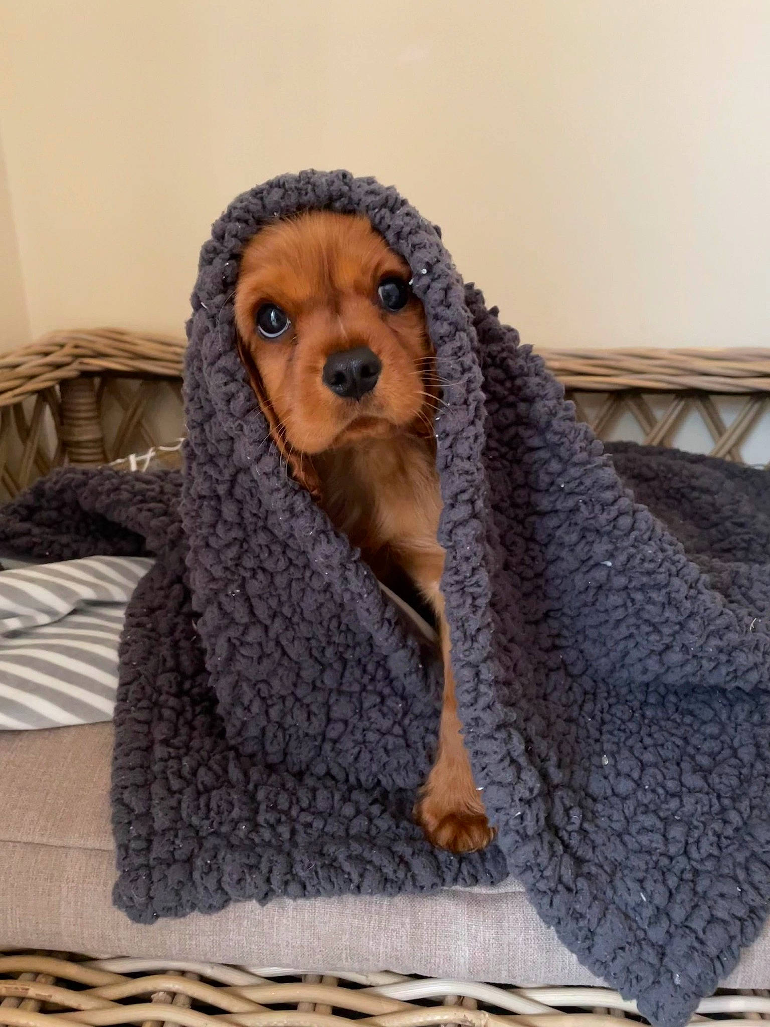 Arlo is registered to the contest to win money with this photo: canidae, carnivore, companion_dog, dog_breed, fawn, fur, liver, pet_supply, primate, sitting, snout, sporting_group, terrestrial_animal, toy, toy_dog, whiskers, wildlife, working_animal