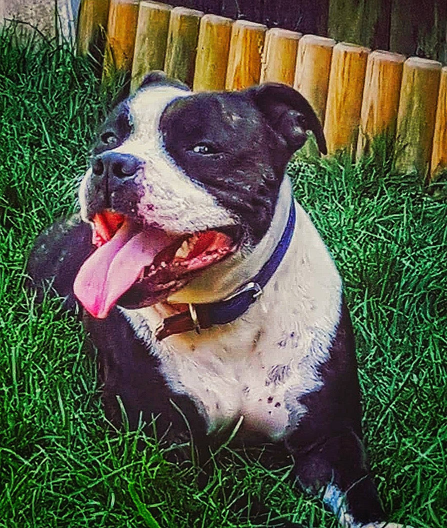 Buddy joined the competition — help win amazing prizes! canidae, carnivore, collar, companion_dog, dog, dog_breed, dog_collar, fawn, fence, grass, happy, home_fencing, molosser, pet_supply, plant, snout, sporting_group, square, whiskers, working_animal