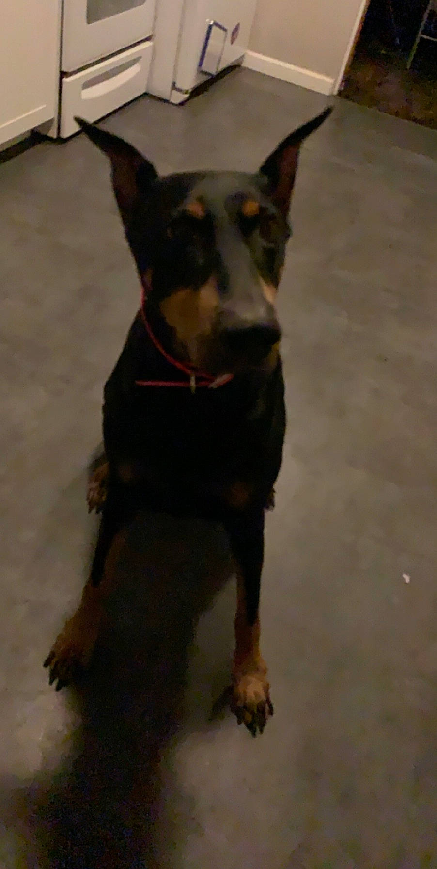Dixie E. joined the competition — help win amazing prizes! canidae, carnivore, dobermann, dog, dog_breed, english_toy_terrier, german_pinscher, guard_dog, mammal, manchester_terrier, miniature_pinscher, pinscher, prazsky_krysarik, snout, toy_dog, toy_manchester_terrier, vertebrate, working_dog