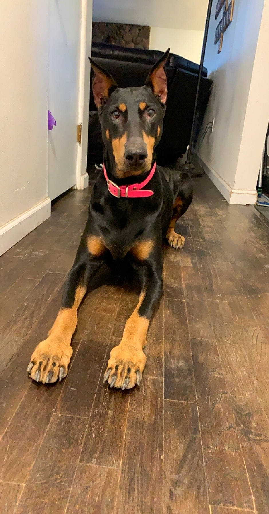 Dixie E. is registered to the contest to win money with this photo: beauceron, canidae, carnivore, dobermann, dog, dog_breed, fawn, floor, flooring, german_pinscher, guard_dog, huntaway, mammal, manchester_terrier, paw, pinscher, snout, sporting_group, vertebrate, working_dog