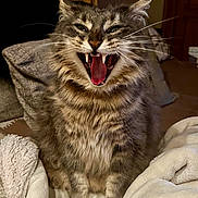 Ramses participe au concours pour gagner de l'argent avec cette photo : animal, blanket, cat, cozy, cute, domestic, feline, fur, furry, household, indoor, mouth_open, pet, relaxed, sitting, tabby, teeth, tongue, whiskers, yawn