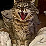 animal, blanket, cat, cozy, cute, domestic, feline, fur, furry, household, indoor, mouth_open, pet, relaxed, sitting, tabby, teeth, tongue, whiskers, yawn
