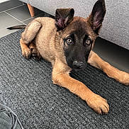Yuk a rejoint le concours — aidez-le/la à gagner de superbes lots ! attention, belgian_malinois, canine, curious, dog, domestic_animal, ears, eyes, floor, fur, gray_rug, indoor, looking, lying_down, pet, puppy, resting, sofa, tile_floor, young_dog