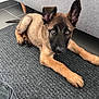 attention, belgian_malinois, canine, curious, dog, domestic_animal, ears, eyes, floor, fur, gray_rug, indoor, looking, lying_down, pet, puppy, resting, sofa, tile_floor, young_dog