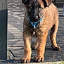Yuk a rejoint le concours — aidez-le/la à gagner de superbes lots ! puppy, dog, blue_collar, fur, deck, wooden_floor, grass, outdoor, pet, animal, young_dog, curious, brown_fur, black_face, paws, sunlight, nature, closeup, standing, cute