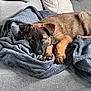 Yuk a rejoint le concours — aidez-le/la à gagner de superbes lots ! puppy, dog, blanket, couch, furniture, pet, sleepy, cozy, brown_fur, black_face, indoor, domestic_animal, resting, young_dog, fur, paw, ears, cute, comfort, relaxation