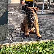 Yuk participe au concours pour gagner de l'argent avec cette photo : puppy, dog, outdoor, grass, wooden_deck, toy, rain_boots, sunlight, pet, animal, sitting, curious, brown_fur, black_mask, collar, playful, backyard, daylight, cute, young_dog