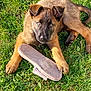 puppy, dog, grass, slipper, pet, animal, outdoor, young_dog, brown_fur, cute, playful, lying_down, ears, nose, paws, collar, sunlight, nature, domestic_animal, looking_up