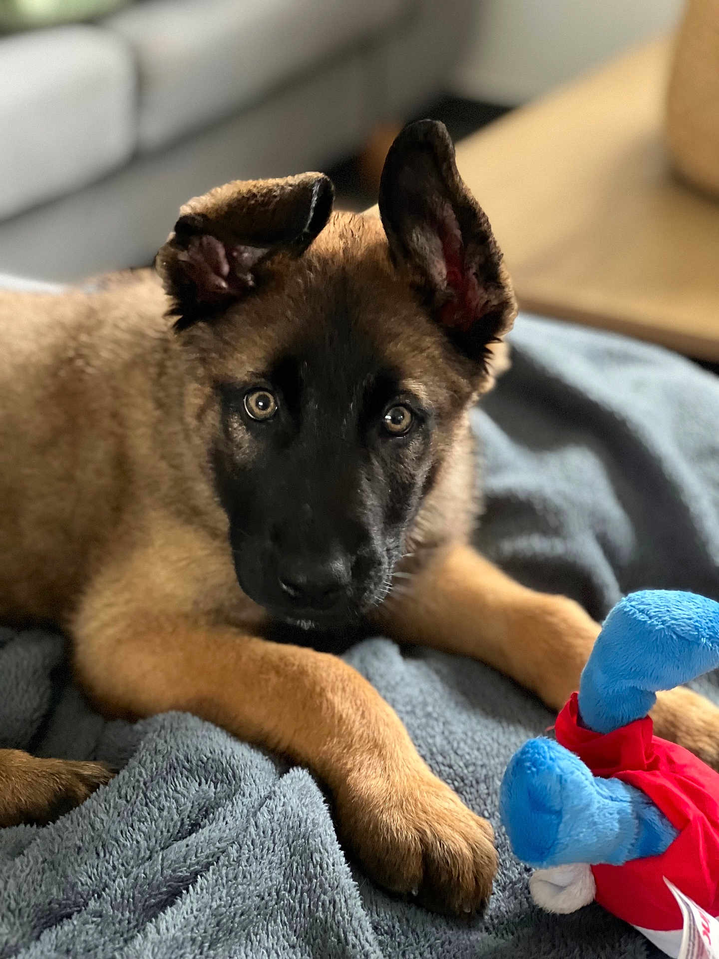 Yuk a rejoint le concours — aidez-le/la à gagner de superbes lots ! puppy, dog, animal, pet, cute, brown_fur, black_muzzle, ears, blanket, plush_toy, indoor, soft_texture, couch, resting, young_dog, alert, closeup, portrait, playful, cozy