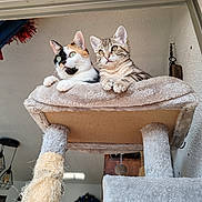 Adibou Et Twix a rejoint le concours — aidez-le/la à gagner de superbes lots ! animal, calico, cat, cat_tree, cats, cozy, curious, cute, ears, feline, fur, home, indoor, looking, paws, perched, pet, pet_furniture, tabby, whiskers