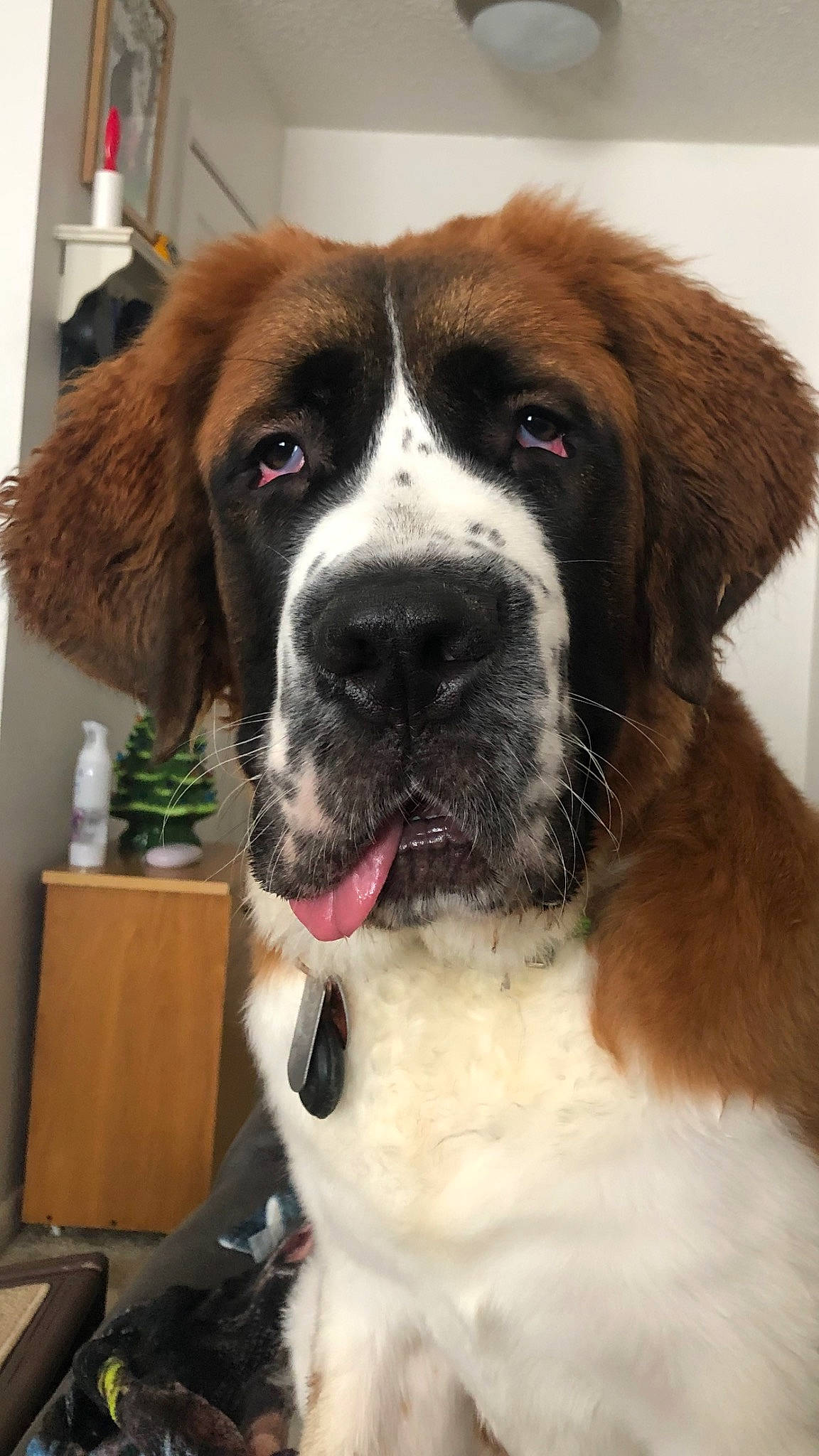 Duncan is registered to the contest to win money with this photo: carnivore, collar, companion_dog, dog, dog_breed, dog_collar, door, drawer, fur, giant_dog_breed, gun_dog, liver, office_supplies, snout, sporting_group, st_bernard, working_animal, working_dog