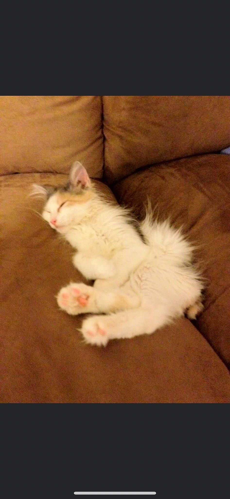 Twinkie joined the competition — help win amazing prizes! carnivore, cat, couch, felidae, floor, flooring, fur, laminate_flooring, living_room, paw, small_to_medium_sized_cats, studio_couch, tail, toe, whiskers, wood_flooring