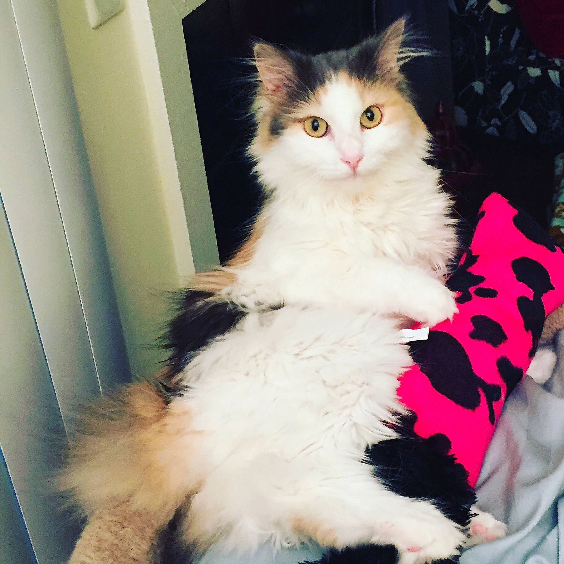 Twinkie is registered to the contest to win money with this photo: carnivore, cat, felidae, fur, natural_material, small_to_medium_sized_cats, snout, tail, vertebrate, whiskers