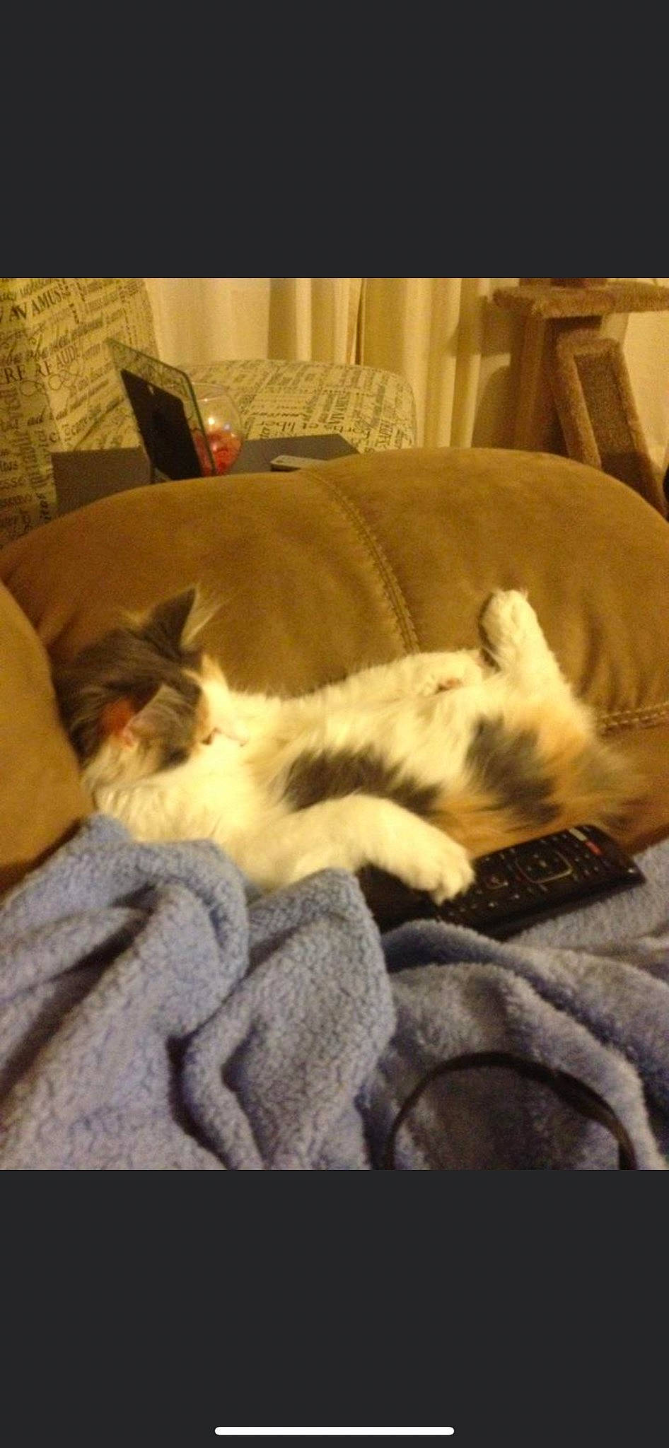 Twinkie joined the competition — help win amazing prizes! carnivore, cat, comfort, domestic_short_haired_cat, felidae, fur, living_room, nap, paw, sleep, slipcover, small_to_medium_sized_cats, whiskers