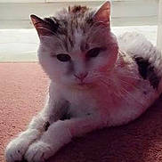 Shelby joined the competition — help win amazing prizes!